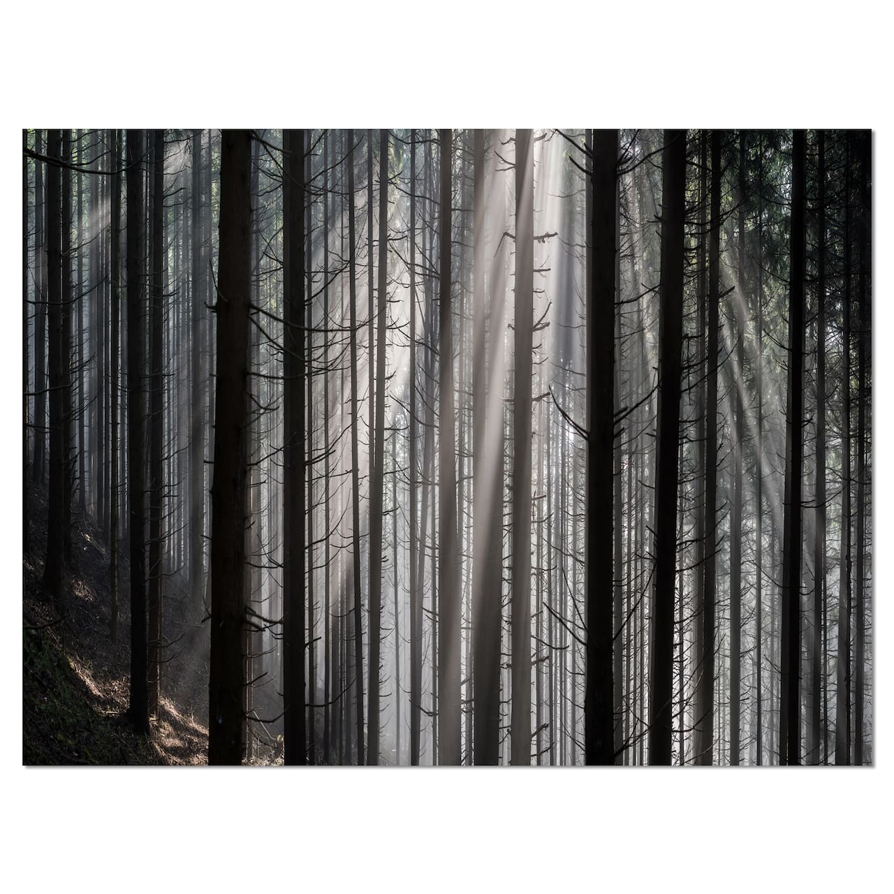 Designart - Sunbeams Peeking Through Dark Forest - Forest Canvas Art Print